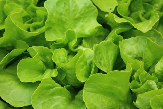 The picture shows fresh green salad in the garden