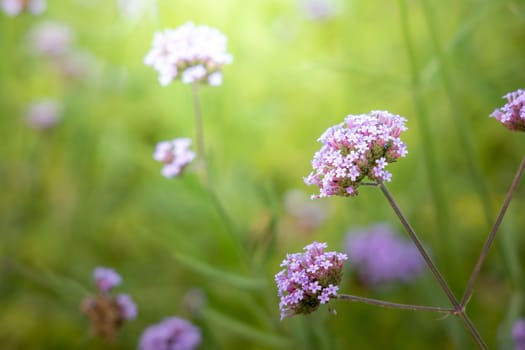 The background image of the colorful flowers, background nature