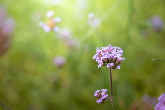 The background image of the colorful flowers, background nature