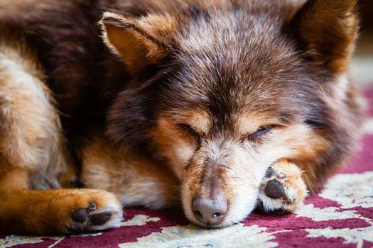 A dog is seen sleeping.