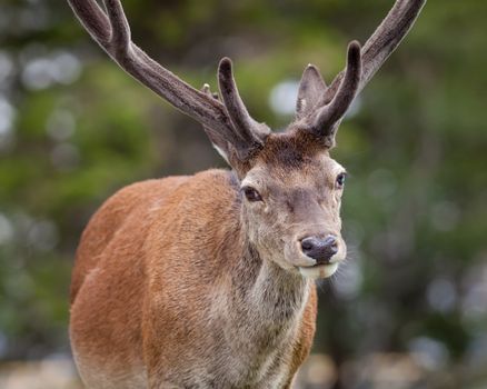 A close up picture of a red deer stag in the Scottish highlands.