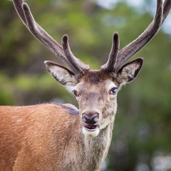A close up picture of a red deer stag in the Scottish highlands.