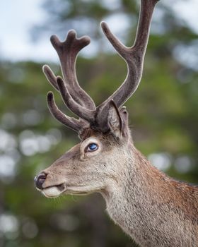 A close up picture of a red deer stag in the Scottish highlands.