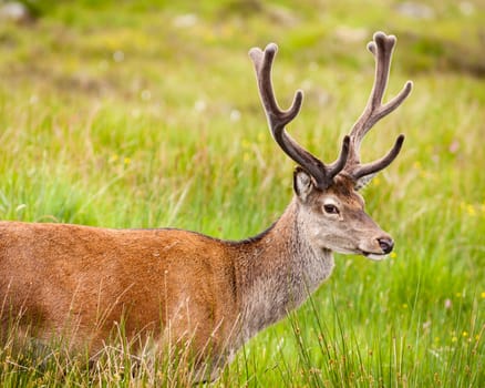 A close up picture of a red deer stag in the Scottish highlands.