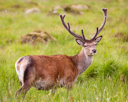 A picture of a red deer stag in the Scottish highlands.