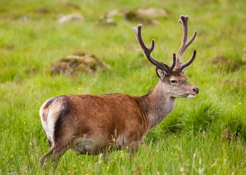A picture of a red deer stag in the Scottish highlands.