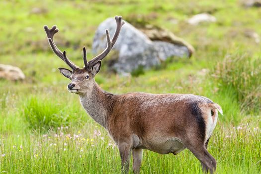 A red deer stag goes to the toilet in the Scottish highlands.