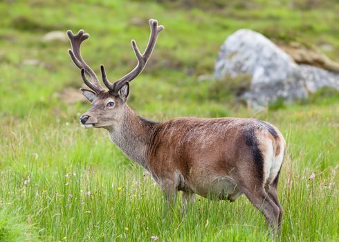 A red deer stag in the Scottish highlands.