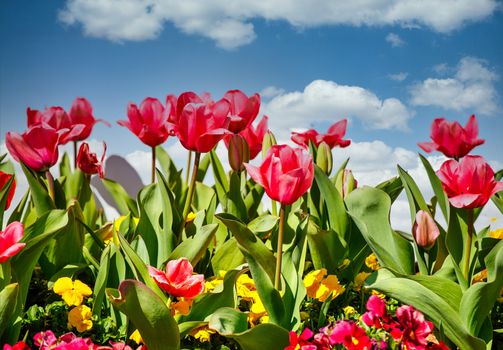 Pink Tulips in Spring Garden