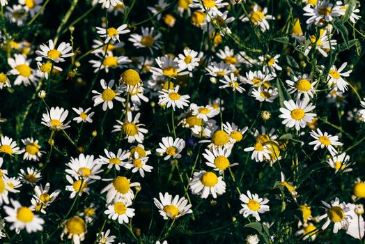 Background of wild chamomile flowers on lawn at summer day