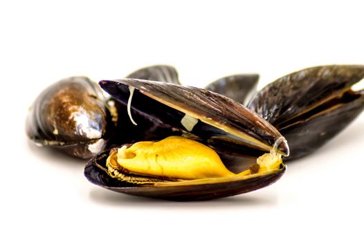 Close-Up Of Mussel Over White Background