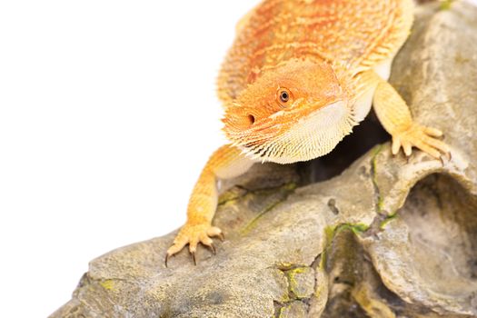 Young bearded dragon standing on a rocky surface looking for pray, isolated on a white background.