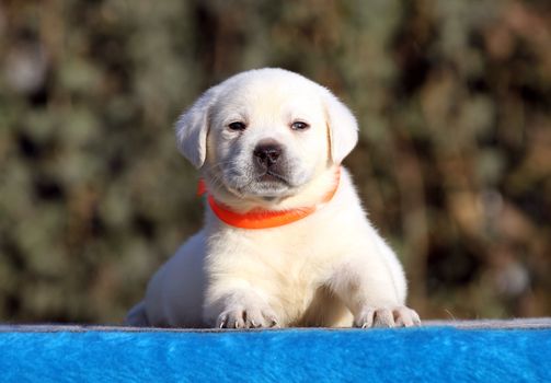 a little labrador puppy on a blue background