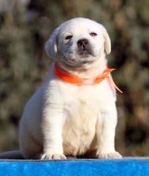 the little labrador puppy on a blue background