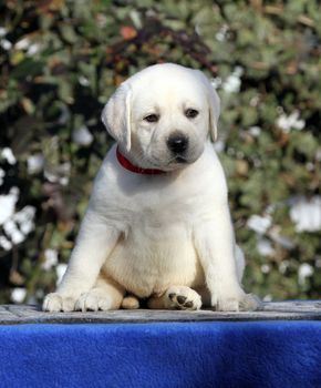 sweet little labrador puppy on a blue background