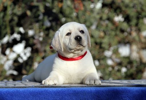 a sweet little labrador puppy on a blue background