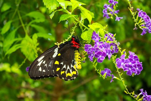 A black and yellow butterfly on a flower. High quality photo