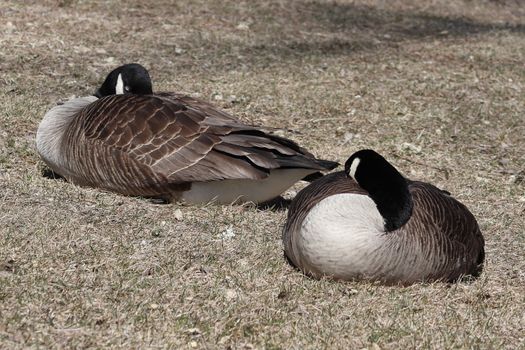 A pair of geese sitting on top of a dry grass field. High quality photo