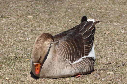 A small brown goose in the grass. High quality photo