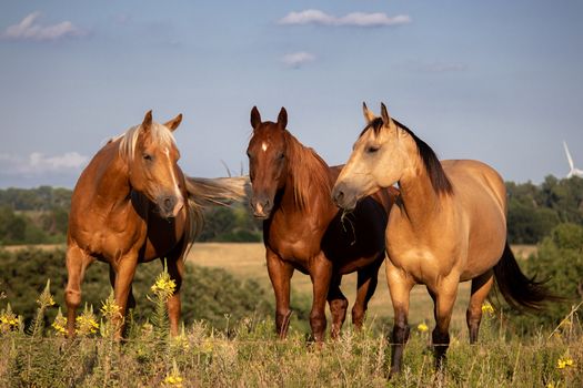 A group of brown and white horse in a field. High quality photo