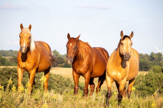 Three brown horse standing on top of a lush green field. High quality photo
