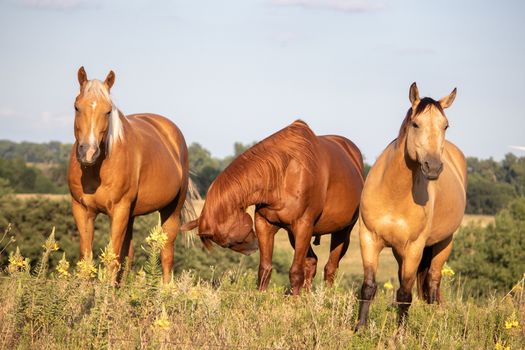 A group of three brown horses standing on top of a grass covered field. High quality photo