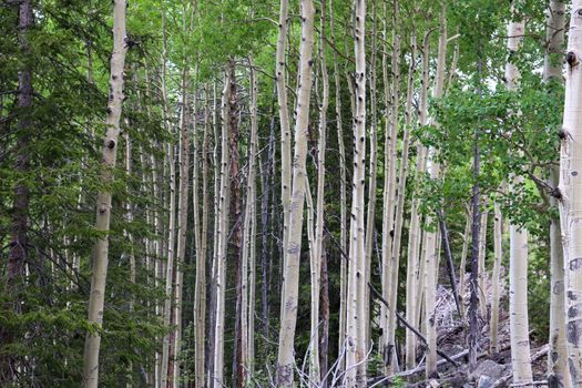 A aspen tree in a forest. High quality photo