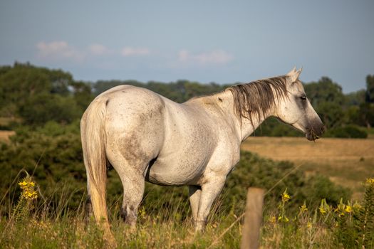 A horse standing on top of a lush green field. High quality photo