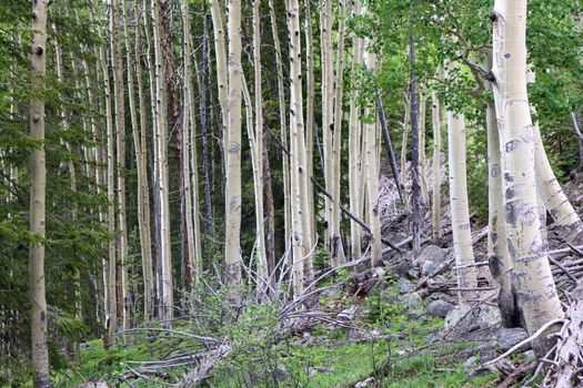 A aspen tree in a forest. High quality photo