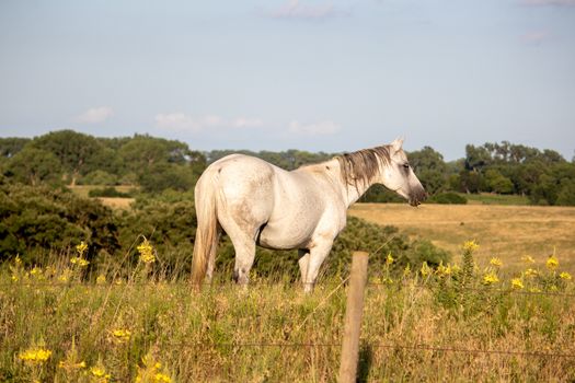 A horse standing on top of a lush green field. High quality photo