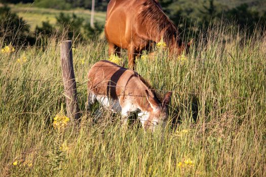 A brown horse and donkey grazing in a field of tall grass. High quality photo