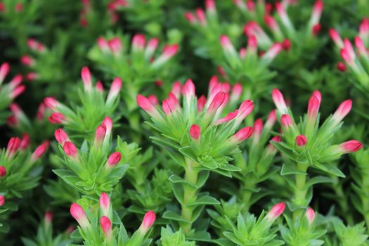 The picture shows a pink flower in the garden