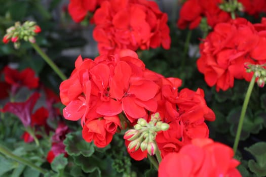 The picture shows pelargonium webcap in the garden