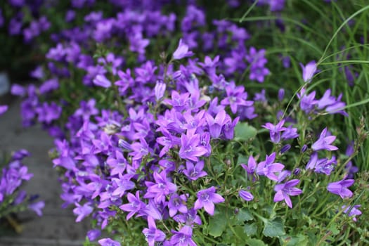 The picture shows beautiful bellflowers in the garden