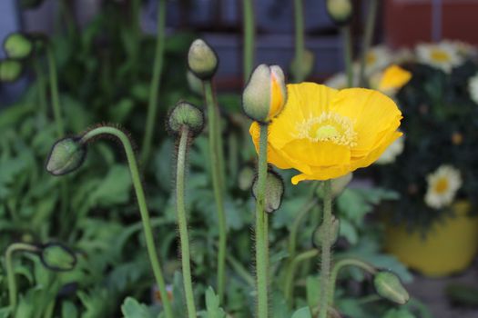 The picture shows icelandic poppy in the garden