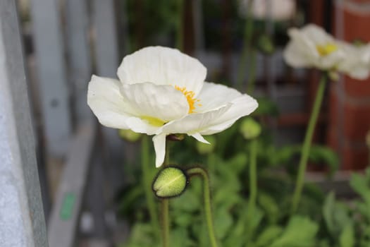 The picture shows icelandic poppy in the garden