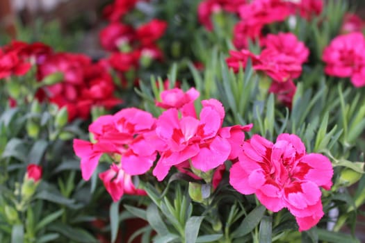 The picture shows pink carnation in the garden