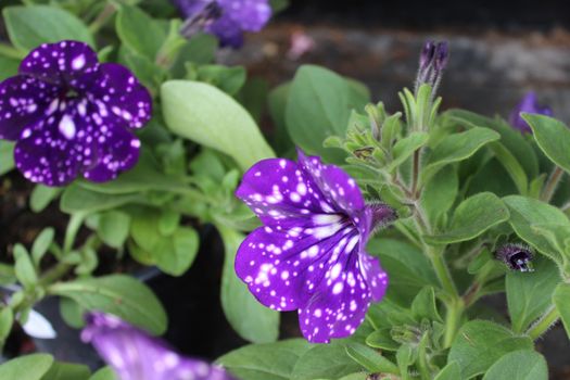 The picture shows blue petunia in the garden