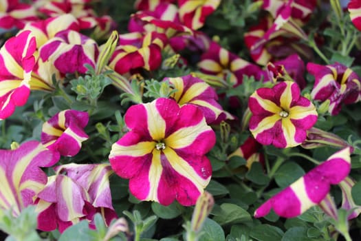 The picture shows blue petunia in the garden