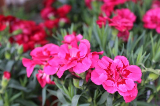 The picture shows pink carnation in the garden