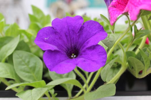 The picture shows blue petunia in the garden