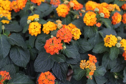 The picture shows beautiful lantana in the garden