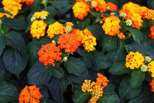 The picture shows beautiful lantana in the garden