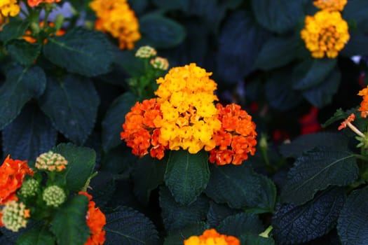 The picture shows beautiful lantana in the garden