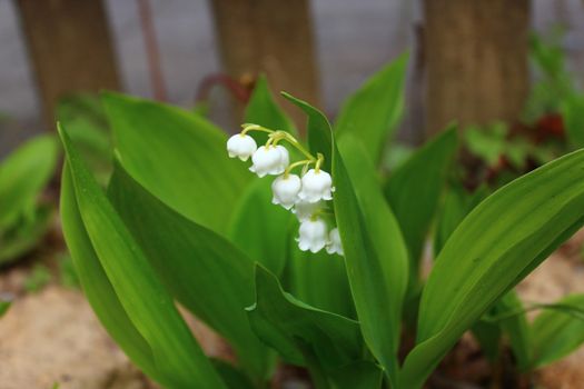 The picture shows lily of the valley in the garden