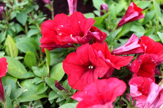 The picture shows red petunia in the garden