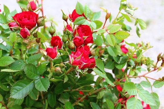The picture shows a red rose in the garden
