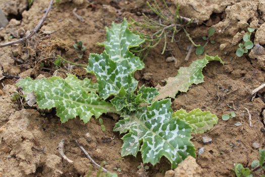 The picture shows a milk thistle in the ground