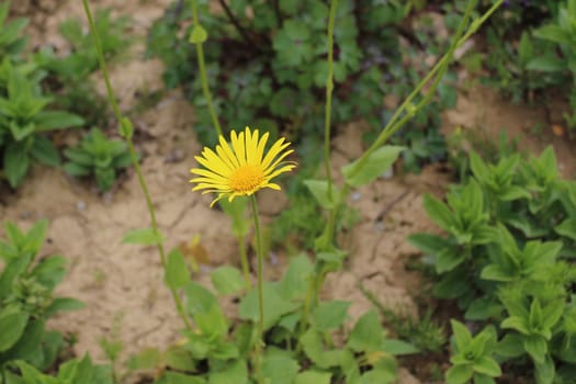 The picture shows leopard's bane in the garden