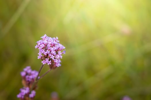 The background image of the colorful flowers, background nature